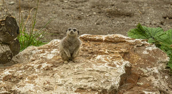 Suricate Suricate Suricata Suricatta — Photo