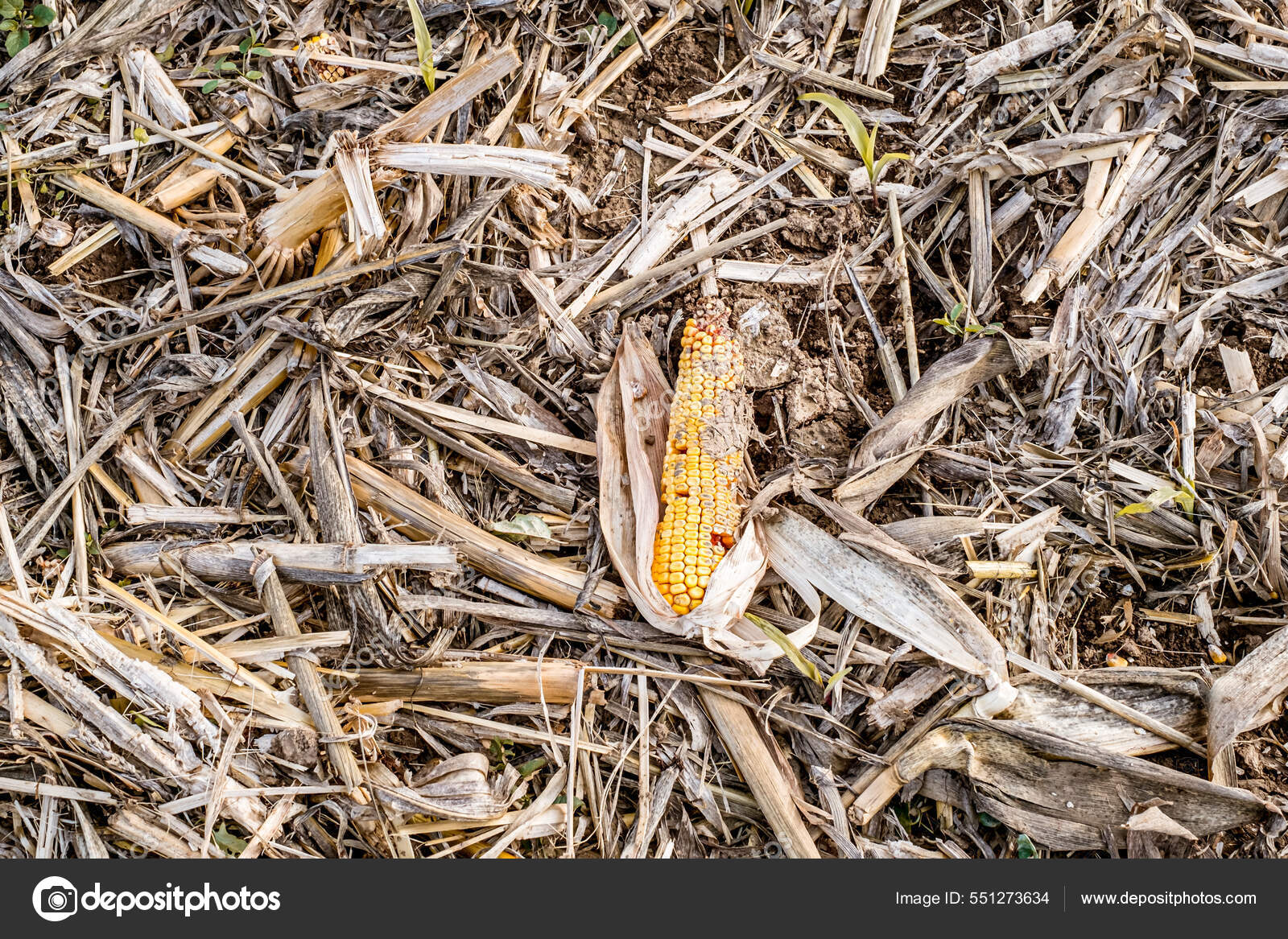 Leftover Corn Cob Threshing Waste Food Top View Stock Photo by ©Roberto