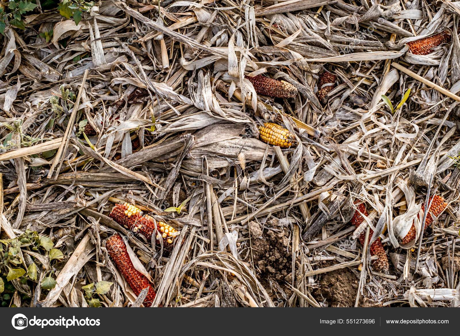 Leftover Corn Cob Threshing Waste Food Top View Stock Photo by ©Roberto