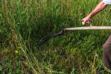 Bir adam tırpanla çimleri biçiyor.