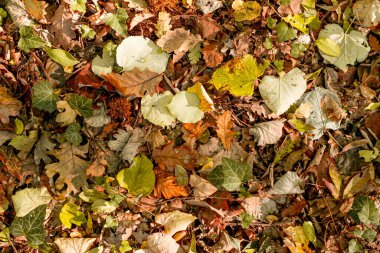 Orman zemininde renkli sonbahar yapraklarının arka planı