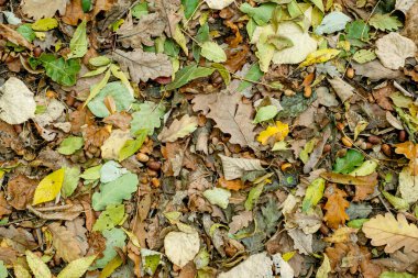 Orman zemininde renkli sonbahar yapraklarının arka planı