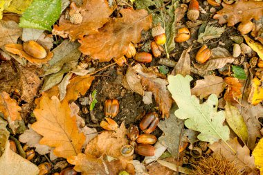 Orman zemininde renkli sonbahar yapraklarının arka planı