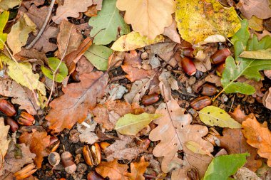 Orman zemininde renkli sonbahar yapraklarının arka planı