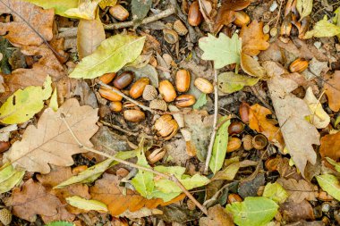 Orman zemininde renkli sonbahar yapraklarının arka planı