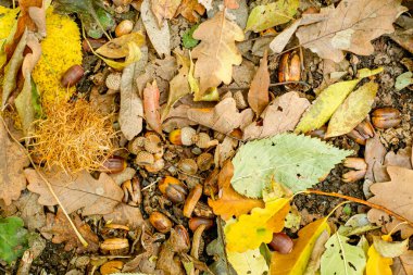 Orman zemininde renkli sonbahar yapraklarının arka planı