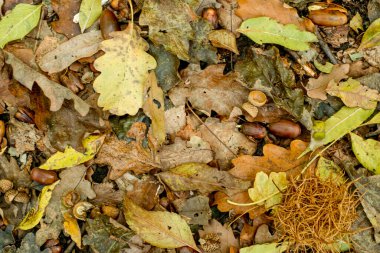 Orman zemininde renkli sonbahar yapraklarının arka planı