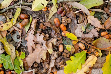 Orman zemininde renkli sonbahar yapraklarının arka planı