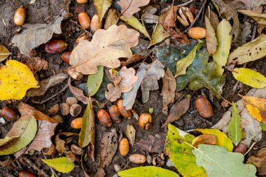 Orman zemininde renkli sonbahar yapraklarının arka planı