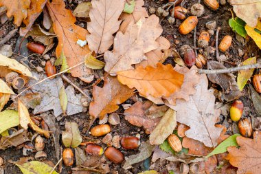 Orman zemininde renkli sonbahar yapraklarının arka planı