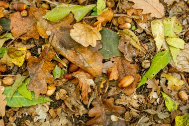 Orman zemininde renkli sonbahar yapraklarının arka planı