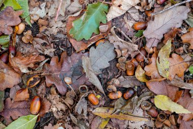 Orman zemininde renkli sonbahar yapraklarının arka planı
