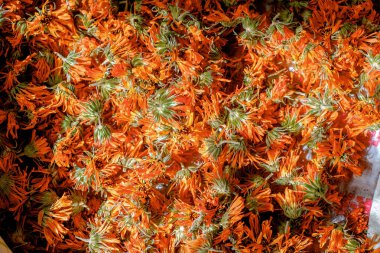 Calendula officinalis veya Marigold kuru çay çiçekleri