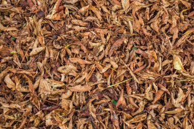 Kestane yaprak ve ot, üstten görünüm içinde kabuklar.