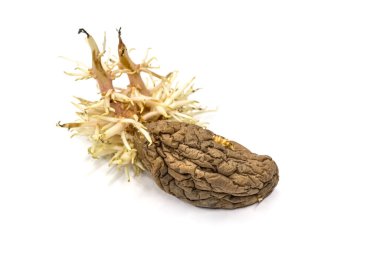 Beyaz arka planda patates filizlendirme