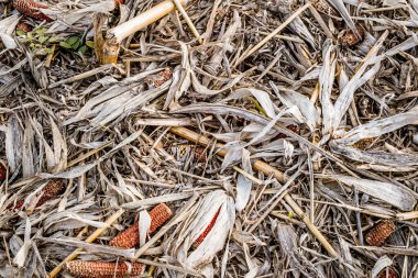 Harman sonra arta kalan Mısır Mısır koçanı. Gıda kaybı. üstten görünüm