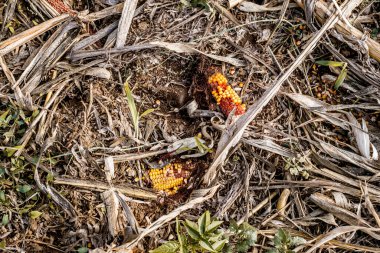 Harman sonra arta kalan Mısır Mısır koçanı. Gıda kaybı. üstten görünüm