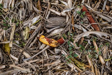 Harman sonra arta kalan Mısır Mısır koçanı. Gıda kaybı. üstten görünüm