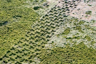 Kumlu sahilde yosunlu off road araba lastiği izi.