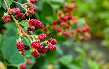 Bahçedeki ahududu çalı
