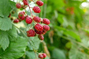 Bahçedeki ahududu çalı