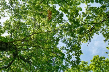 Mavi gökyüzünde bahar meşesi dalları, alt manzara