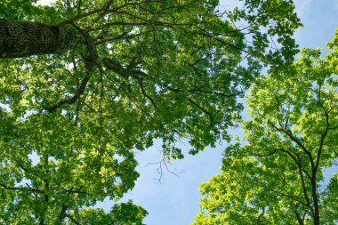 Mavi gökyüzünde bahar meşesi dalları, alt manzara