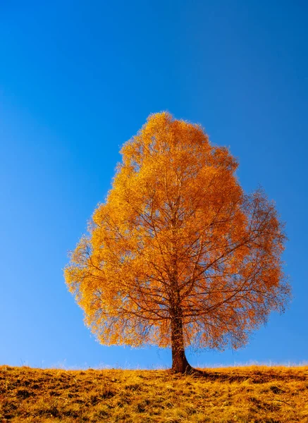 Seul Bouleau Doré Sur Ciel Bleu Clair — Photo