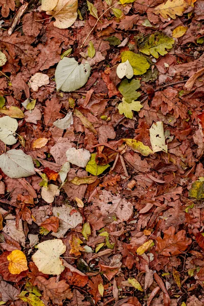 Fundo Folhas Outono Coloridas Chão Floresta — Fotografia de Stock