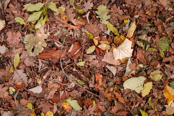 바닥에는 잎들이 배경으로 — 스톡 사진