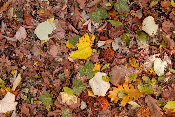 바닥에는 잎들이 배경으로 — 스톡 사진