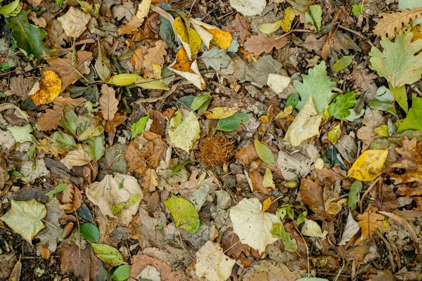 森林地面上五彩缤纷的秋叶背景 — 图库照片