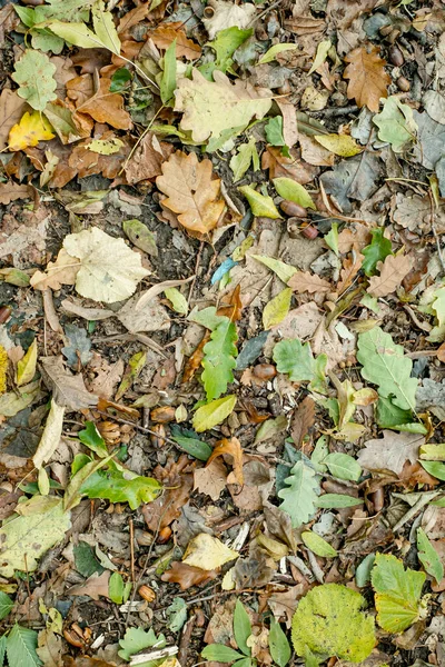 Fundo Folhas Outono Coloridas Chão Floresta — Fotografia de Stock