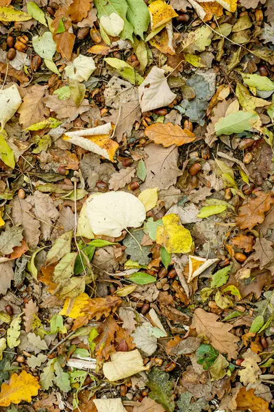 Sfondo Foglie Colorate Autunno Sul Pavimento Della Foresta — Foto Stock