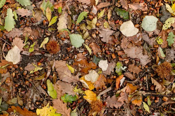 Sfondo Foglie Colorate Autunno Sul Pavimento Della Foresta — Foto Stock