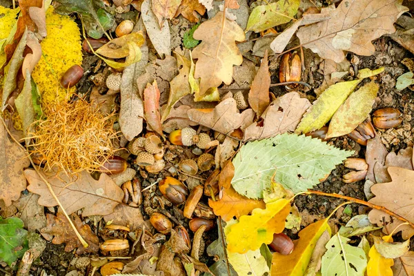 Hintergrund Der Bunten Herbstblätter Auf Dem Waldboden — Stockfoto
