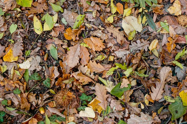森林地面上五彩缤纷的秋叶背景 — 图库照片