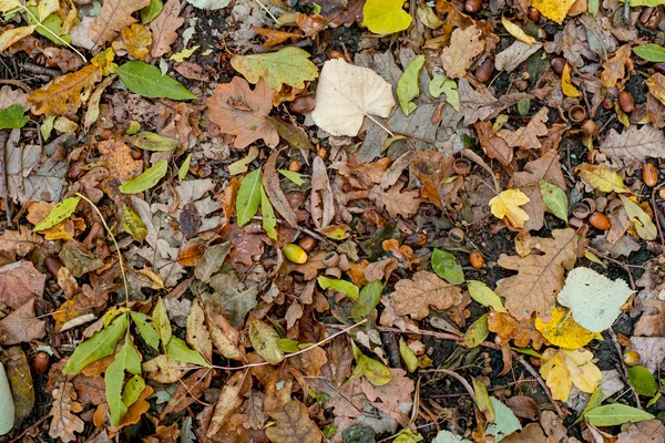 Sfondo Foglie Colorate Autunno Sul Pavimento Della Foresta — Foto Stock