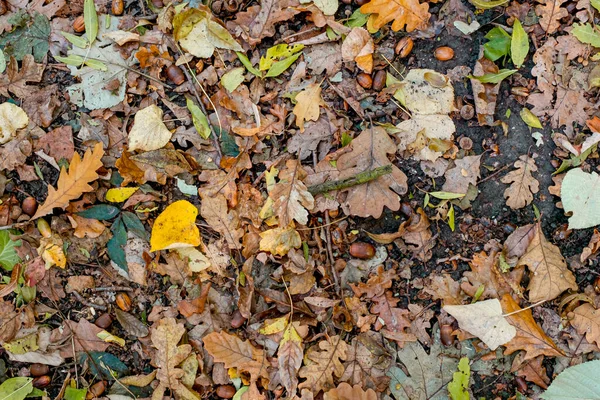 Fundo Folhas Outono Coloridas Chão Floresta — Fotografia de Stock