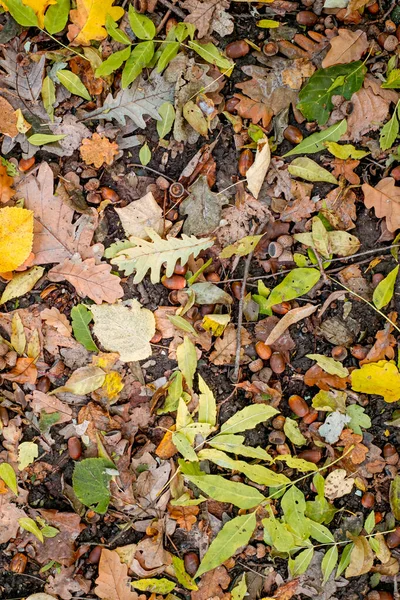 Фон Красочных Осенних Листьев Лесной Подстилке — стоковое фото