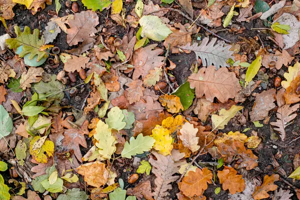 Sfondo Foglie Colorate Autunno Sul Pavimento Della Foresta — Foto Stock