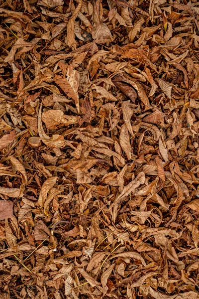 Листья Каштана Раковины Траве Вид Сверху — стоковое фото