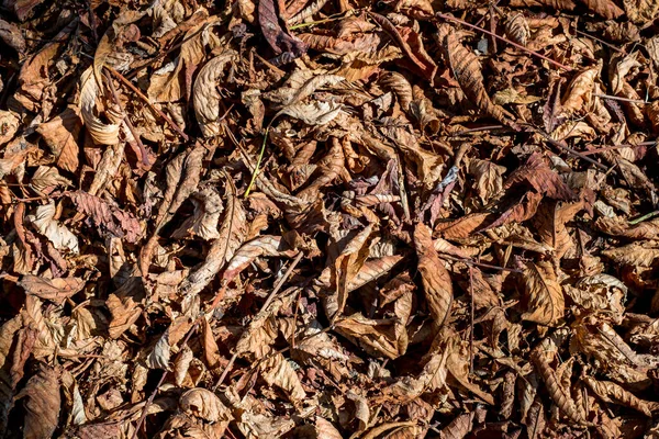 Листья Каштана Раковины Траве Вид Сверху — стоковое фото