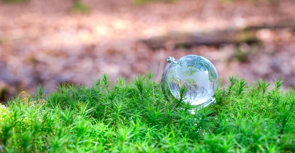 Globe Glass Green Forest — Stock Photo, Image
