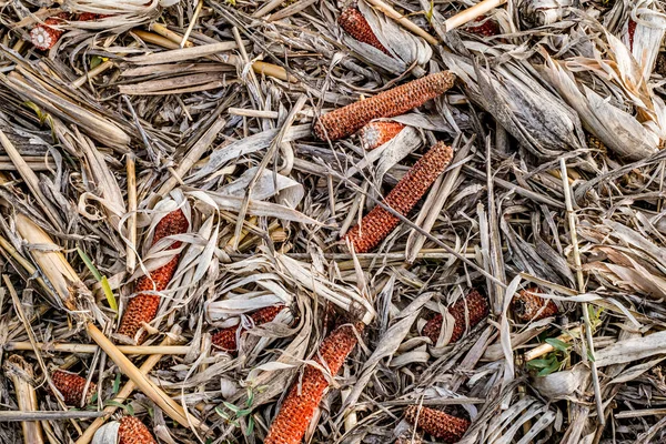 Sobras Espiga Milho Após Debulha Desperdício Comida Vista Superior — Fotografia de Stock