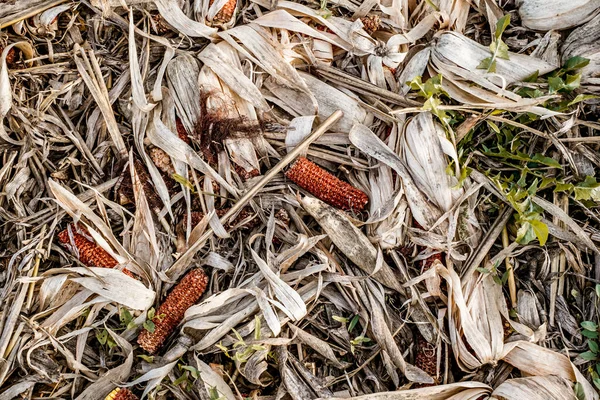 Sobras Espiga Milho Após Debulha Desperdício Comida Vista Superior — Fotografia de Stock