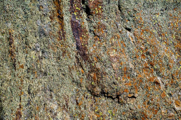 Musgos Líquenes Pedra — Fotografia de Stock