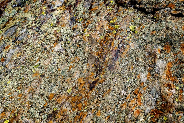 Mosses Lichens Stone — Stock Photo, Image