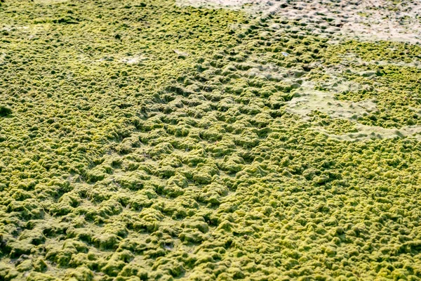 Road Pista Pneus Carro Praia Areia Com Algas — Fotografia de Stock