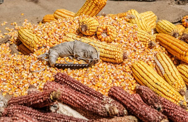 view of dried corn with bowl of corn kernels and manual hand tool to clean maize on jute sack